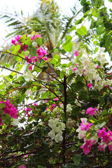 Pink and white bougainvillea blooming in tropical garden, Maldives islands. Beautiful and colorful bougainvillea flowers, floral background
