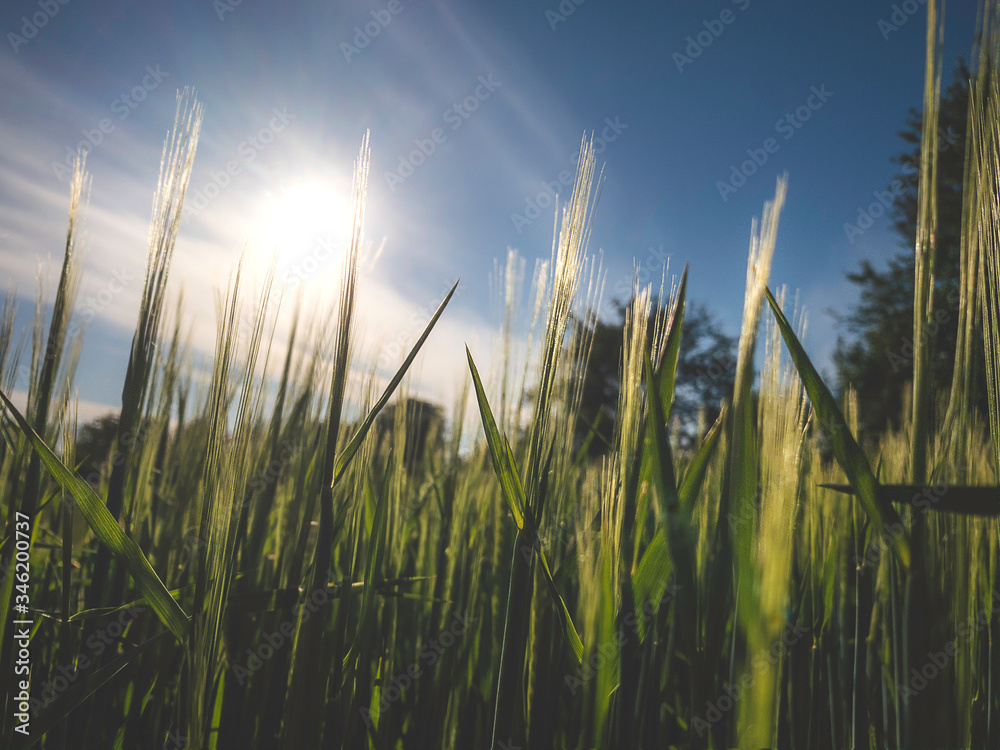 Wall mural wheat field and blue sky with sunbeam