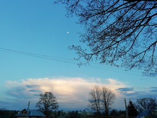 trees at sunset