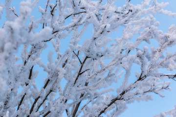 The branches of the shrub are covered with snow against a blue sky with a Sunny glow.