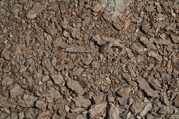 Wood chips. Bark of tree. Texture.