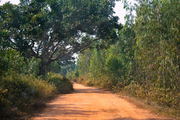 Fototapeta na wymiar a empty muddy village road moving between a green forest