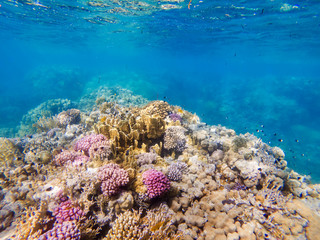 colorful corals and exotic fishes at the bottom of the red sea. beautiful natural summer background