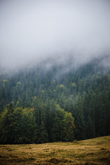 Fototapeta premium fog over green fir forest in Carpathian mountains