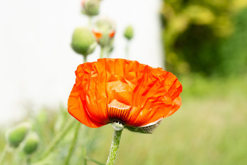close up orange red poppy flower