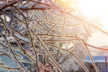 Peaceful winter background with the warm light of the sun. Solar illumination through snow-covered tree branches.