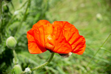 orange red poppy blossom on green background