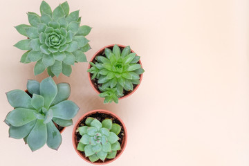 interior background with succulent cactus, top view of small plant in differnt pot
