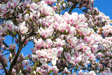 magnolia