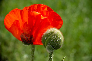red poppy flower and a bud with raindrops, close up and blurred background