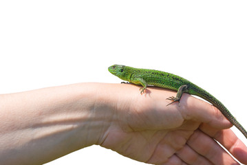 closeup green lizard sit on a human hand isolated on a white background, natural scene