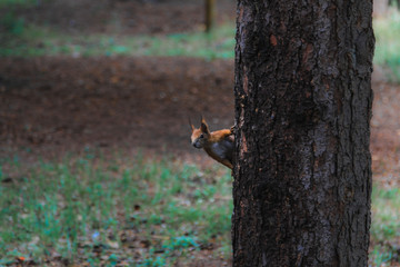 Funny Red Squirrel Walking in forest
