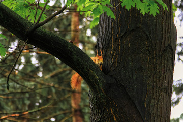 Funny Red Squirrel Walking in forest
