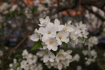 Beautiful white flowers of a blossoming apple tree.