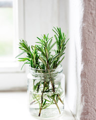 Fresh rosemary twigs in a glass jar on a white textured window sill high key rustic 