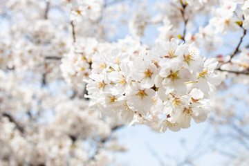 桜, sakura, cherry blossoms