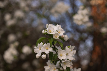 A sprig of blooming white apple tree in the vicinity.