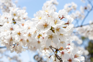 桜, sakura, cherry blossoms