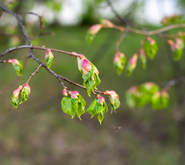 Swollen buds, first leaves and flowers in city parks and squares during the spring awakening.