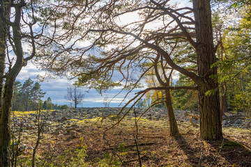 Forest, Baltic, Sea, Scandinavian, nature, Swedish, coast, shore, scandinavia, sweden, woods