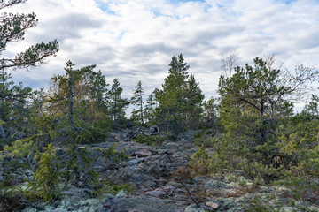 Fototapeta premium Forest, Baltic, Sea, Scandinavian, nature, Swedish, coast, shore, scandinavia, sweden, woods