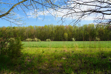 Light shining through trees at the Audubon Plainsboro Preserve in Plainsboro, New Jersey, United States