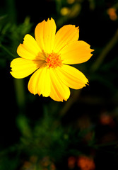 Beautiful yellow flowers Occurs naturally with light falling against., A black background.