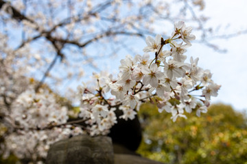 Obraz premium 桜, sakura, cherry blossoms