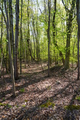 Light shining through trees at the Audubon Plainsboro Preserve in Plainsboro, New Jersey, United States