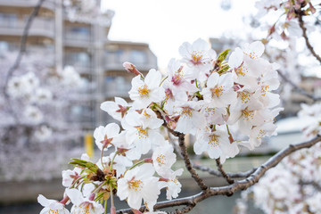 桜, sakura, cherry blossoms