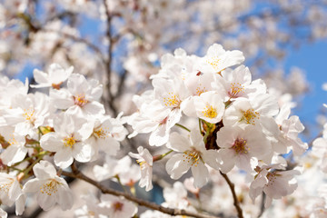 桜, sakura, cherry blossoms