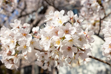 Obraz premium 桜, sakura, cherry blossoms