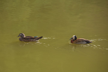 Two wild ducks swimming on a lake - 346204176