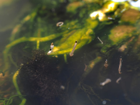 Macro of Aedes mosquito larvae in stagnant water