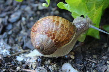 ESCARGOT GROS GRIS - 03