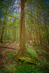 Hemlock tree growing around large sandstone boulder.