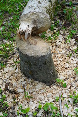 View of a tree trunk gnawed by beavers at the Plainsboro Preserve in New Jersey