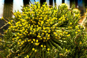 Obraz premium A cactus is a member of the plant family Cactaceae
