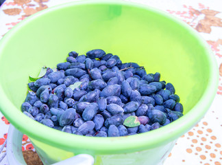 Fresh blue honeysuckle berries in a green bucket-berry background, top view