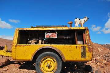 dog on the generator