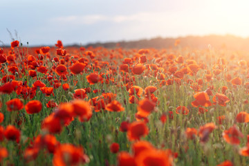 Fototapeta na wymiar Poppies on green field on warm summer sunset