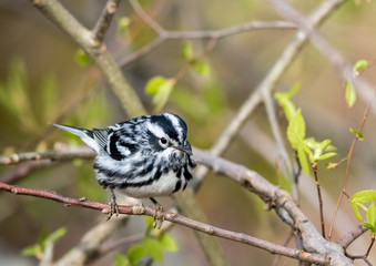 Black and White Warbler (Mniotilta varia) is a handsome striped warbler perched on branch on a sunny spring morning