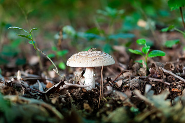 amanita