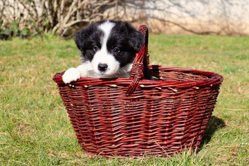 Naklejka na ściany i meble Black and white Border collie puppy sitting in a brown wicker basket in spring. Cute dog looking out of basket.