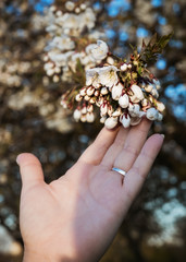 Female hand with a wedding ring touches a branch of a blossoming tree with flowers. Wild cherry