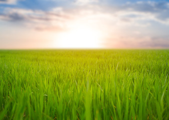 green rural wheat field at the sunset, countryside agricultural scene
