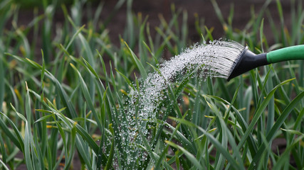 Watering young garlic seedlings in the garden with watering pot © kyrychukvitaliy
