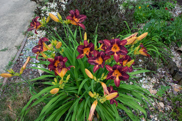 purple  lilli after rain in garden