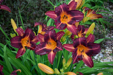 purple  lilli after rain in garden