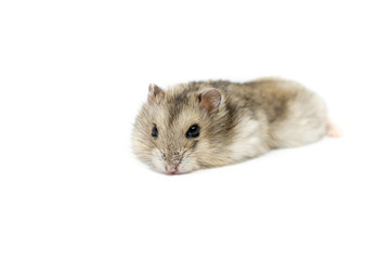 cute little hamster on a white background